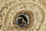 Polished Fossil Stromatolite Colony on Petrified Wood - Utah #365906-1